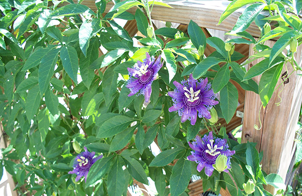 แต่งสวนด้วยพรรณไม้สีม่วง