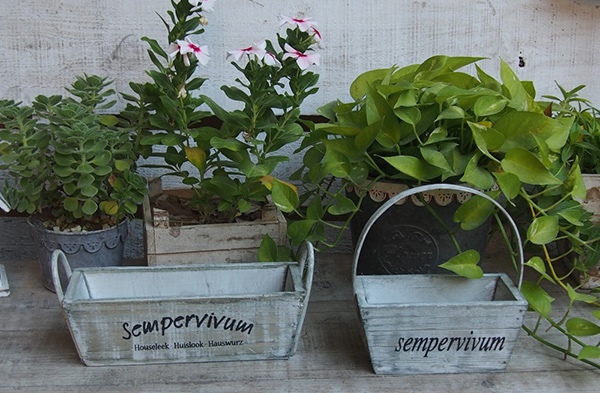 ที่ปลูกต้นไม้ ดอกไม้ วินเทจ